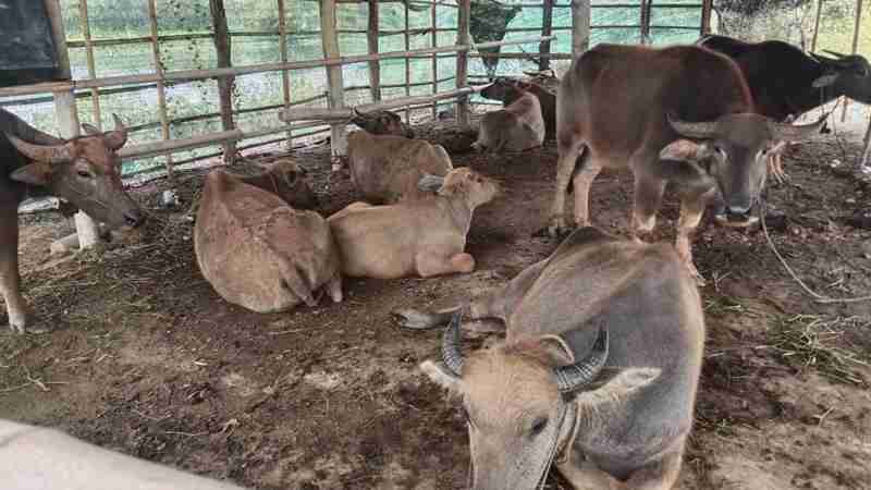 Klarifikasi Pihak Desa dan Kelompok Tani, Hasil Pengecekan dan Pernyataan Perangkat Desa, Isu Beres, Warga Lega